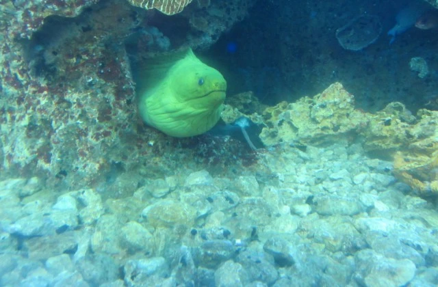 Aquarium Saint Domingue Est Republique Dominicaine